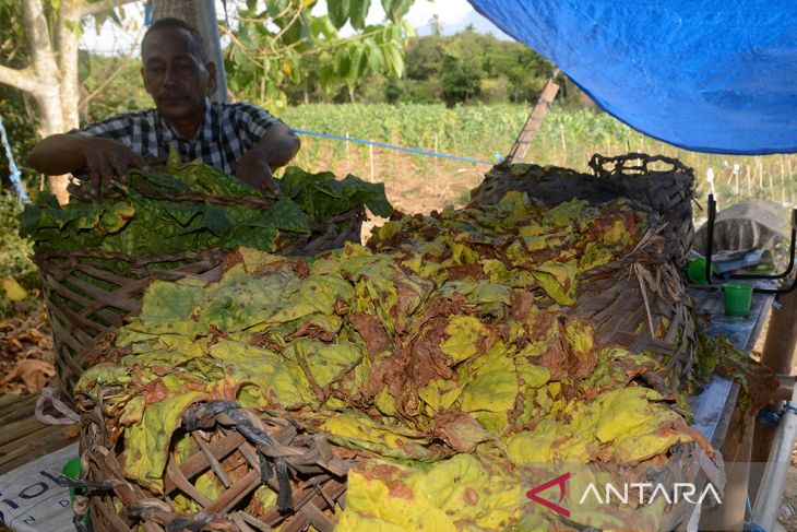 FOTO - Hasil panen tembakau terdampak kemarau