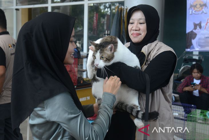 FOTO - Pesta kucing kampung