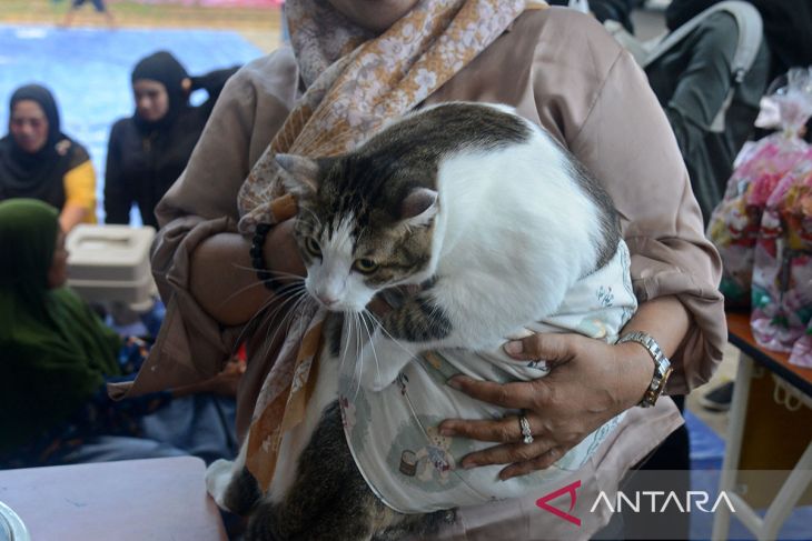 FOTO - Pesta kucing kampung