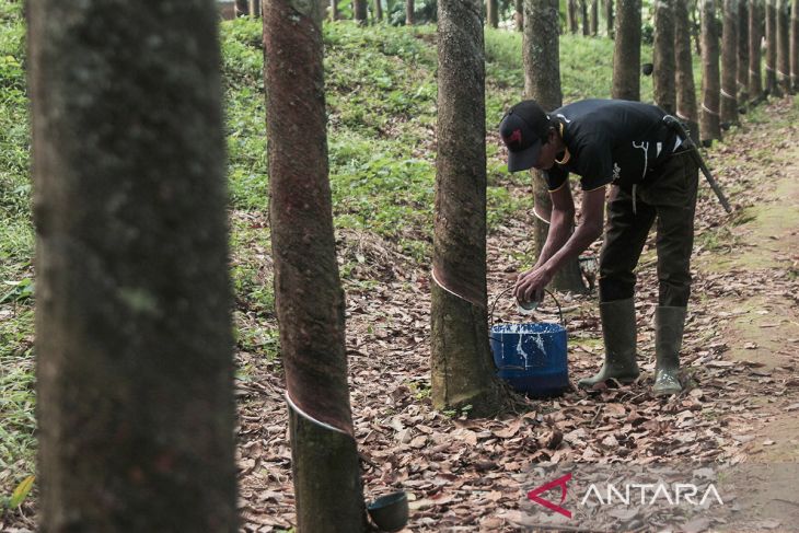 Produksi karet Indonesia turun