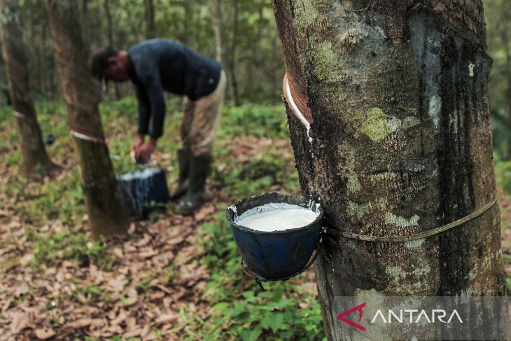 Produksi karet Indonesia turun