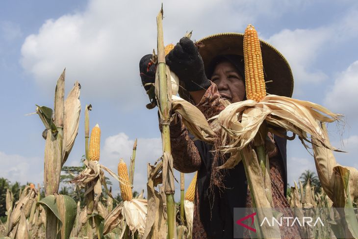 Serapan jagung dalam Negeri