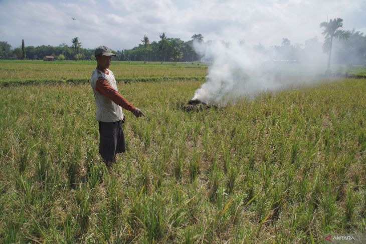 Serangan hama tikus di Lumajang