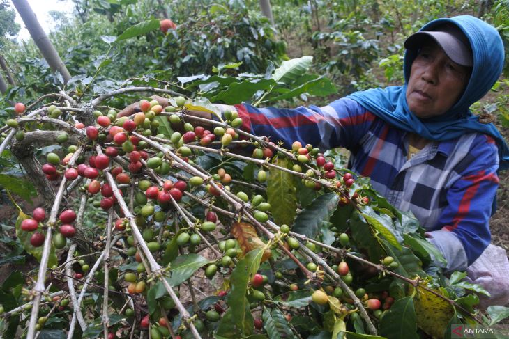 Harga kopi di Bondowoso naik