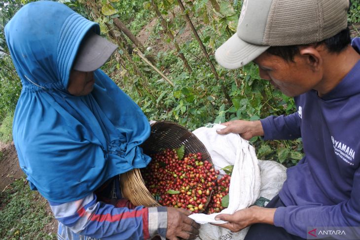 Harga kopi di Bondowoso naik