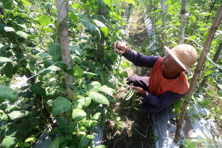 Pertani kacang panjang untung