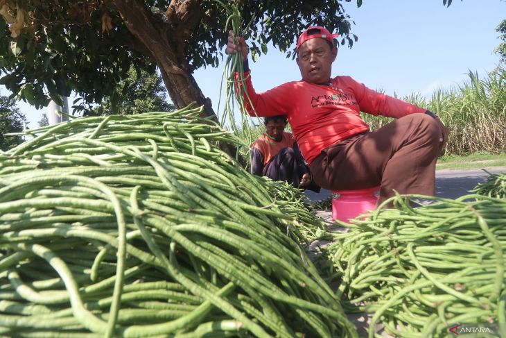 Pertani kacang panjang untung