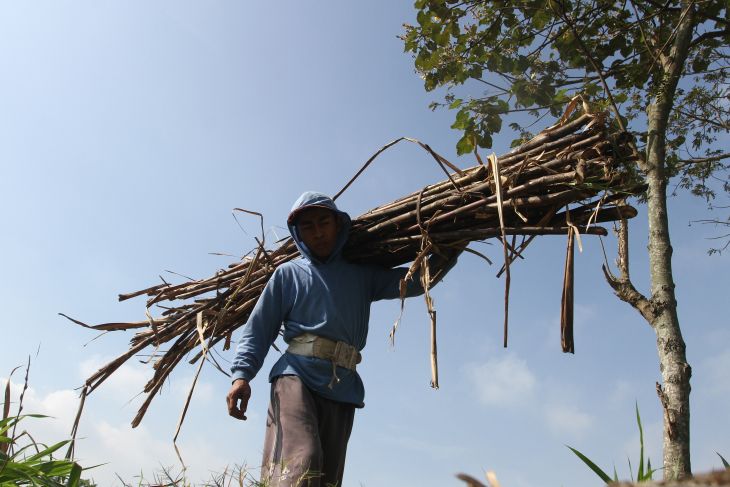 Proyeksi produksi gula nasional 2024