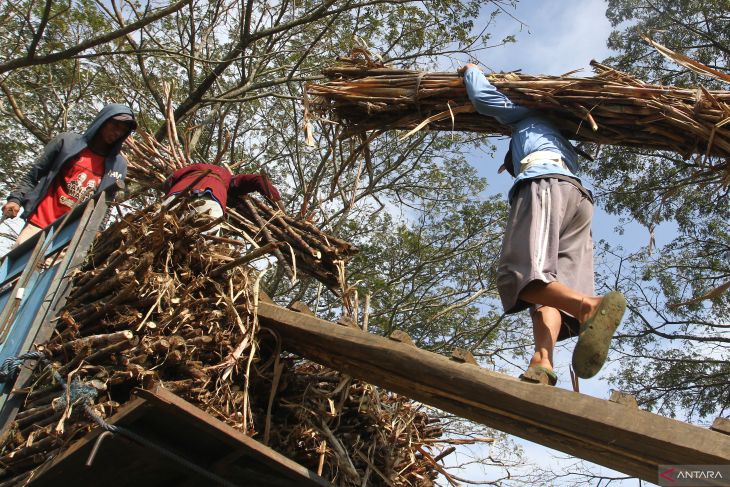 Proyeksi produksi gula nasional 2024