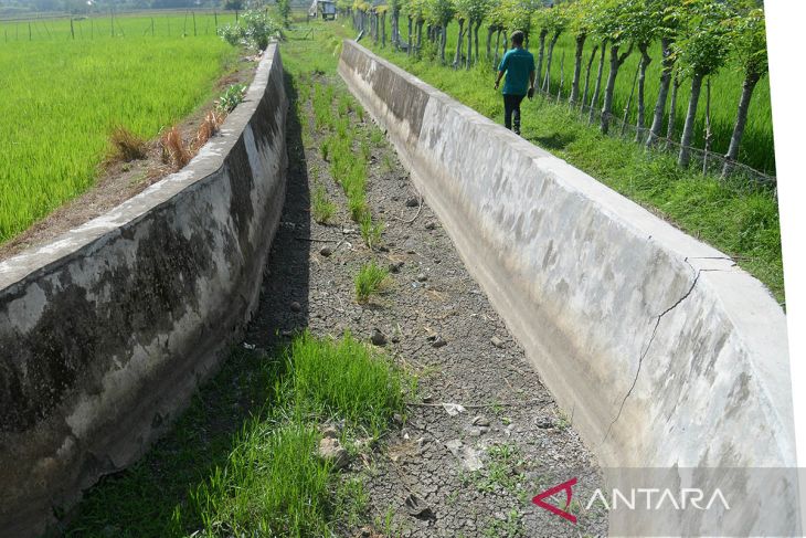 FOTO - Tanaman padi kekeringan terdampak kemarau