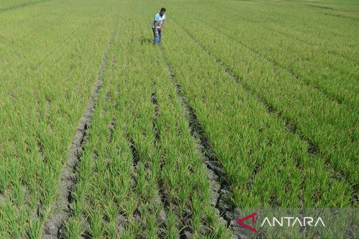 FOTO - Tanaman padi kekeringan terdampak kemarau