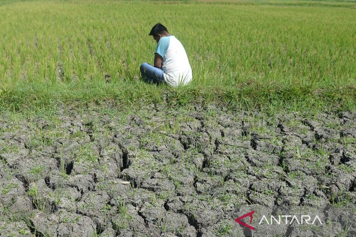 FOTO - Tanaman padi kekeringan terdampak kemarau