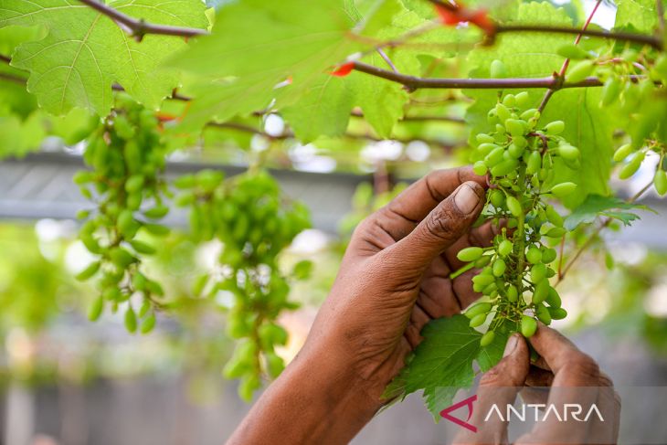 Budi daya anggur impor di Kabupaten Sumedang