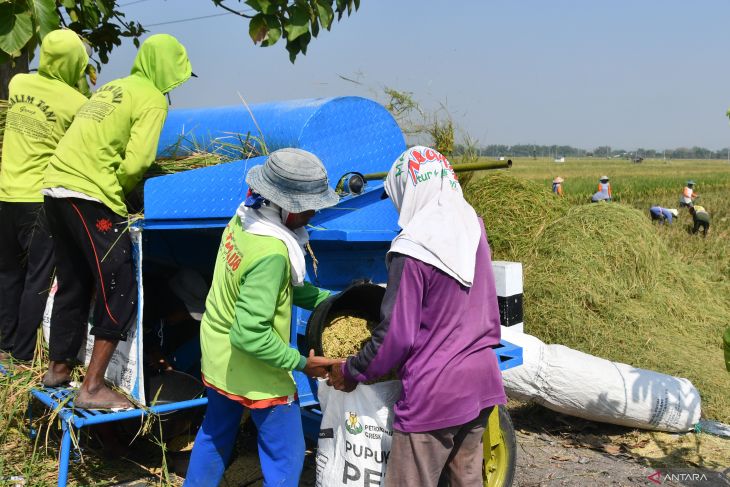 Panen padi musim gadu di Madiun