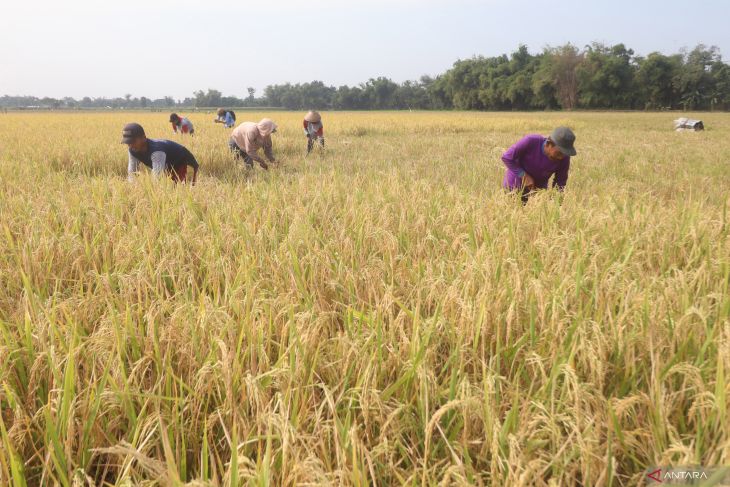 Serap gabah melalui Program Mitra Tani Bulog