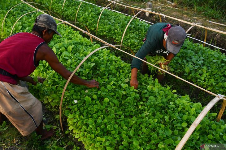 Petani tembakau Jawa Timur