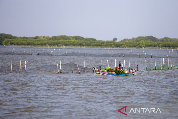 Pemulihan ekosistem mangrove di Indonesia