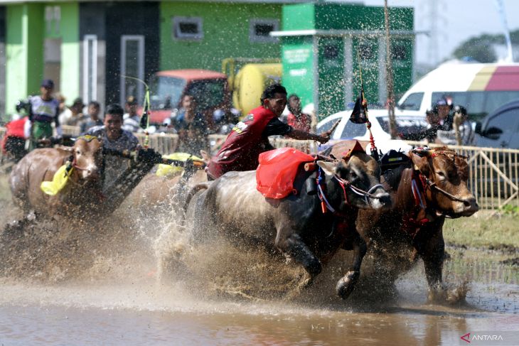 Karapan sapi brujul di Probolinggo