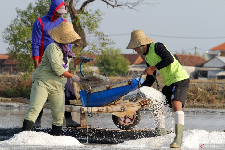 Panen garam perdana di Sidoarjo