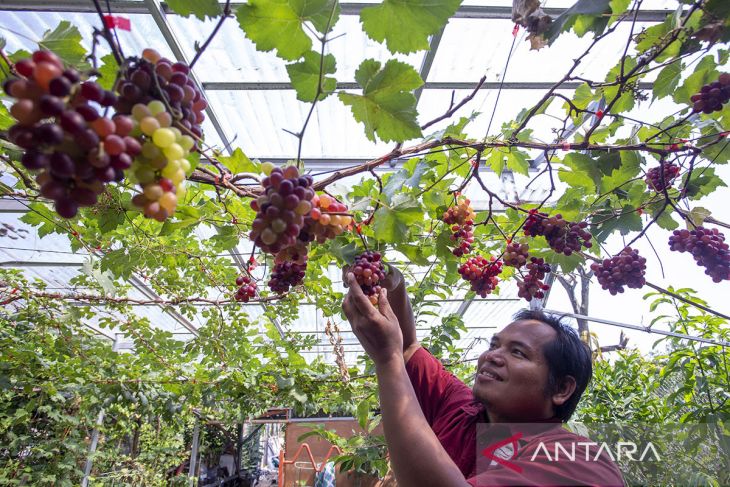 Budi daya anggur impor di Indramayu