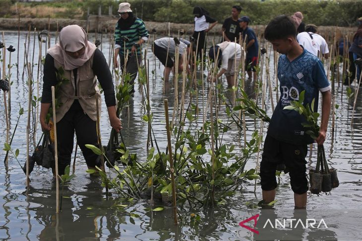 FOTO - Penanaman mangrove ruang terbuka hijau