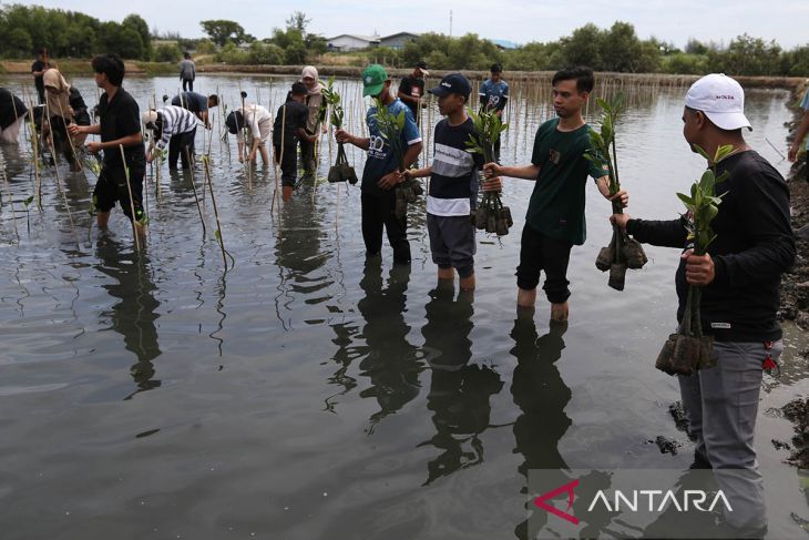 FOTO - Penanaman mangrove ruang terbuka hijau