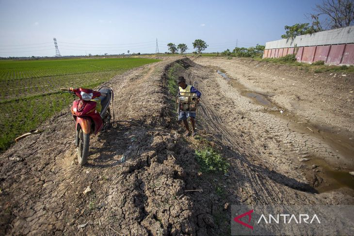 Lahan sawah terdampak kekeringan