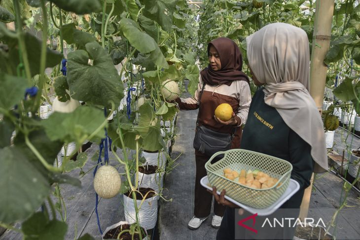 Pemberdayaan petani muda dengan budidaya melon premium