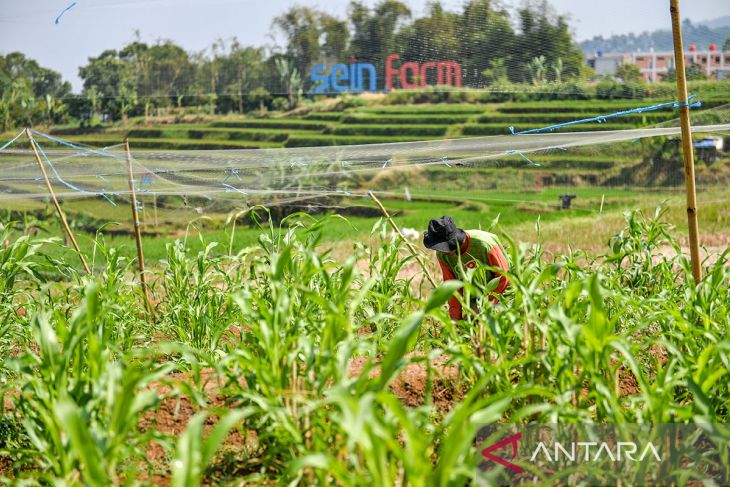 Pusat pengembangan sorgum di Indonesia