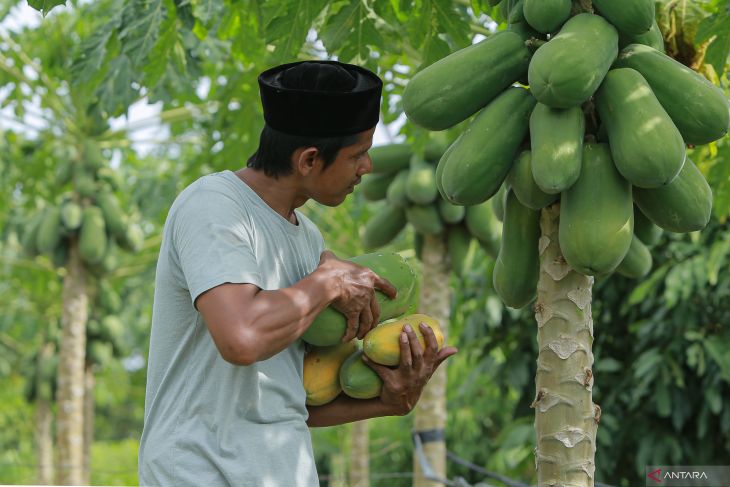 Realisasi KUR pertanian di Aceh