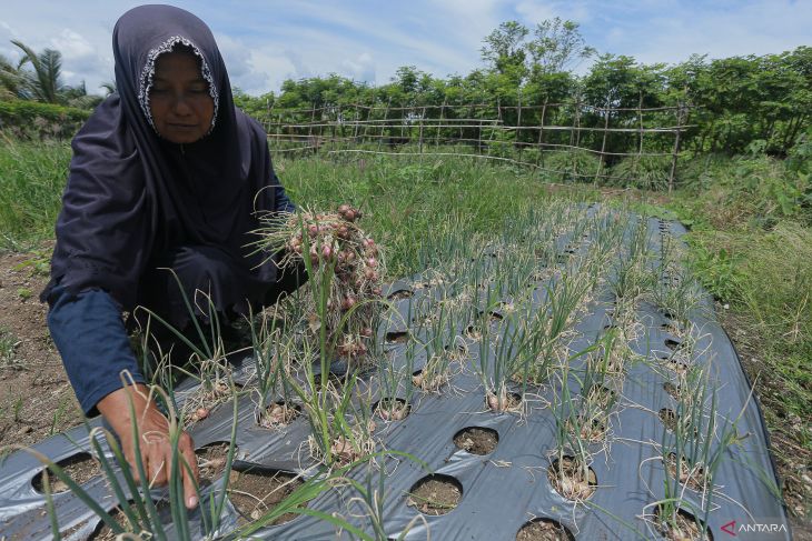 Realisasi KUR pertanian di Aceh