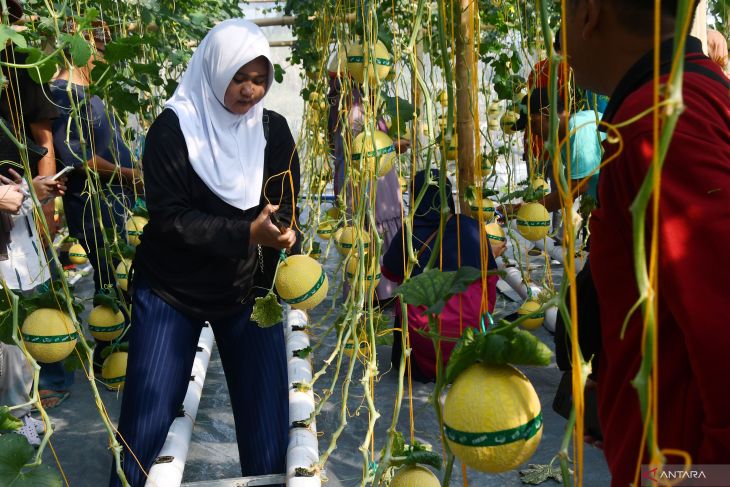 Agrowisata melon hidroponik di Magetan