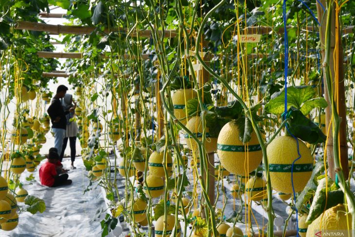 Agrowisata melon hidroponik di Magetan