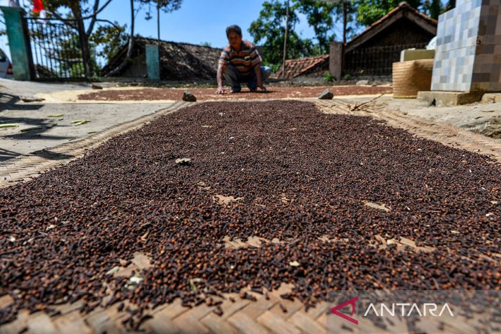 Produksi cengkih di Majalengka