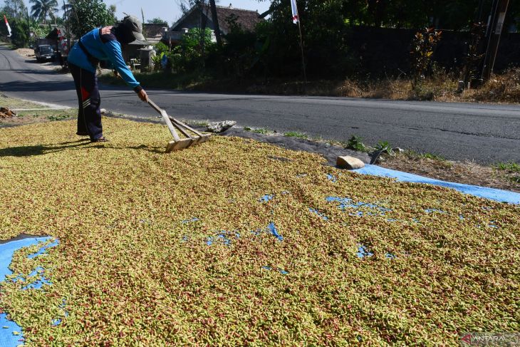 Harga cengkeh turun di Madiun