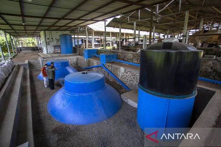 Pemanfaatan limbah kotoran sapi jadi energi biogas