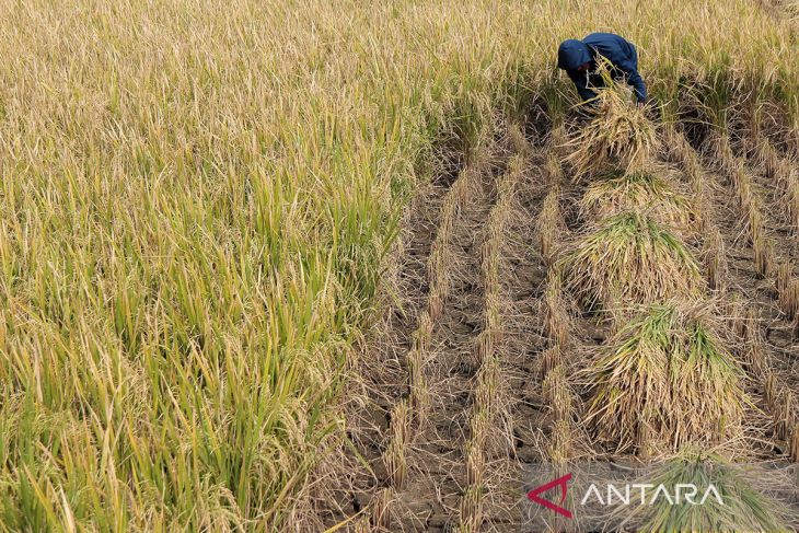 Nilai tukar petani Jawa Barat naik