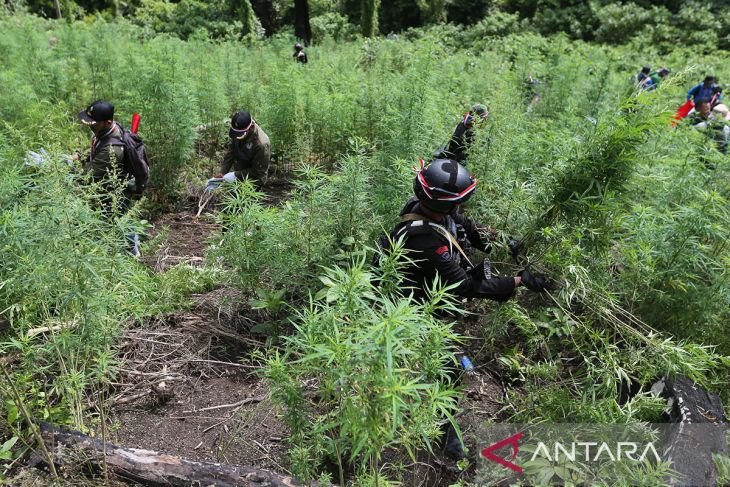 FOTO - Pemusnahan tanaman ganja di Pegunungan Aceh Besar