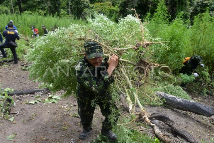 Operasi pemusnahan tanaman ganja