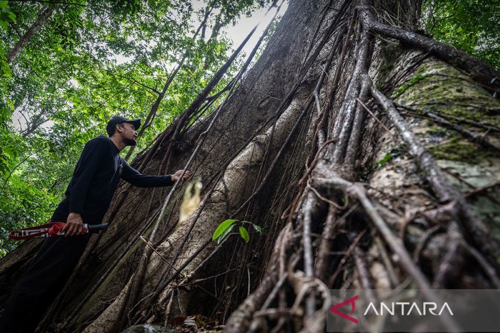 Pesona Hutan Hujan Tropis di Geopark Meratus