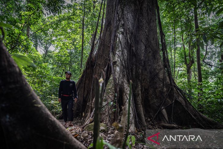 Pesona Hutan Hujan Tropis di Geopark Meratus