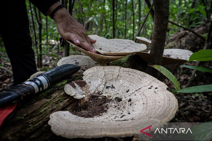 Pesona Hutan Hujan Tropis di Geopark Meratus