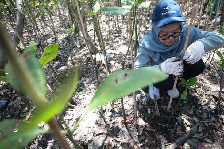 Aksi bersih sampah dan tanam mangrove di Hutan Mangrove Wonorejo