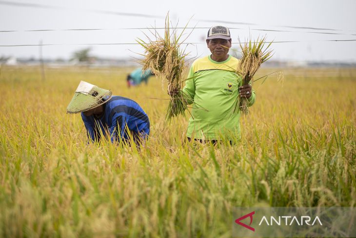 Proyeksi produksi beras nasional