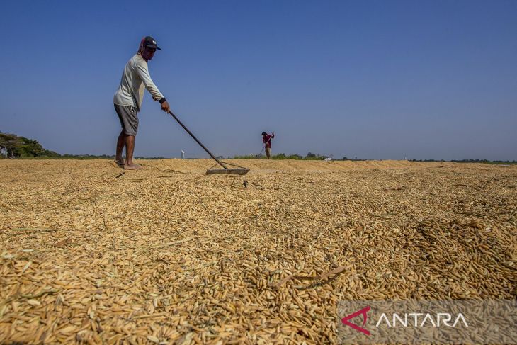 Harga beras di penggilingan naik