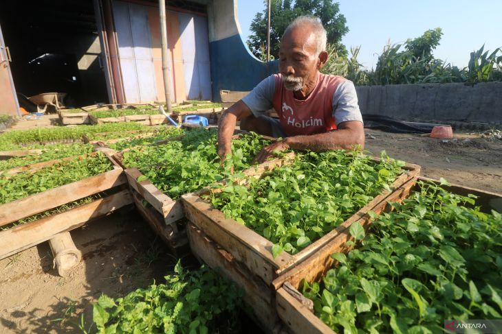 Nilai tukar petani Jawa Timur turun