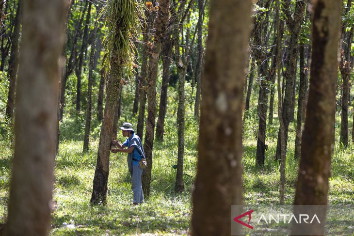 Potensi produksi karet nasional 2024