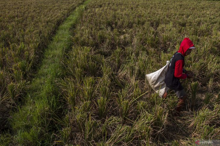 Ribuan hektare sawah di Banten rusak akibat kekeringan
