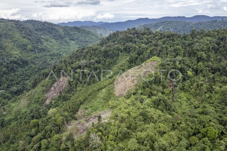 Penurunan luasan tutupan hutan Jambi