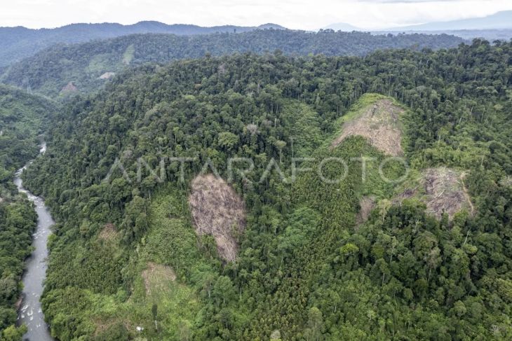 Penurunan luasan tutupan hutan Jambi